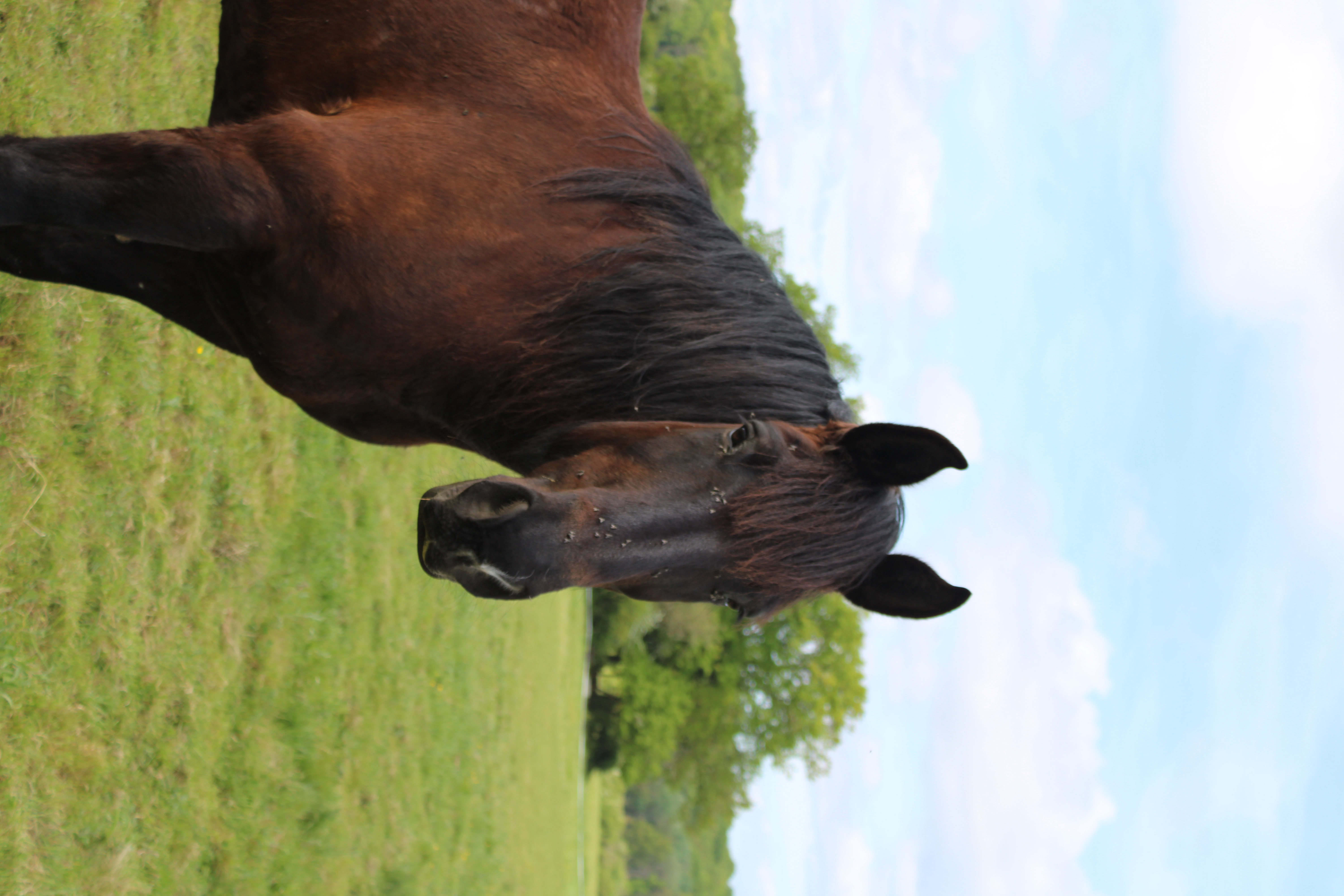 Chevaux, tourisme équestre Chablis